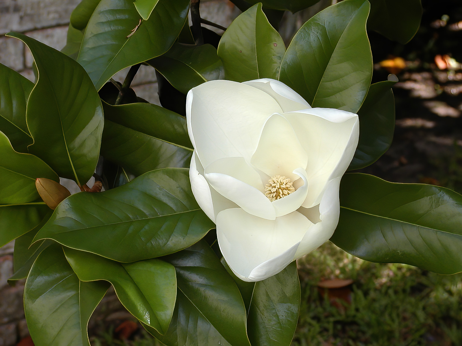 Southern magnolia bloom photographed in the Houston area