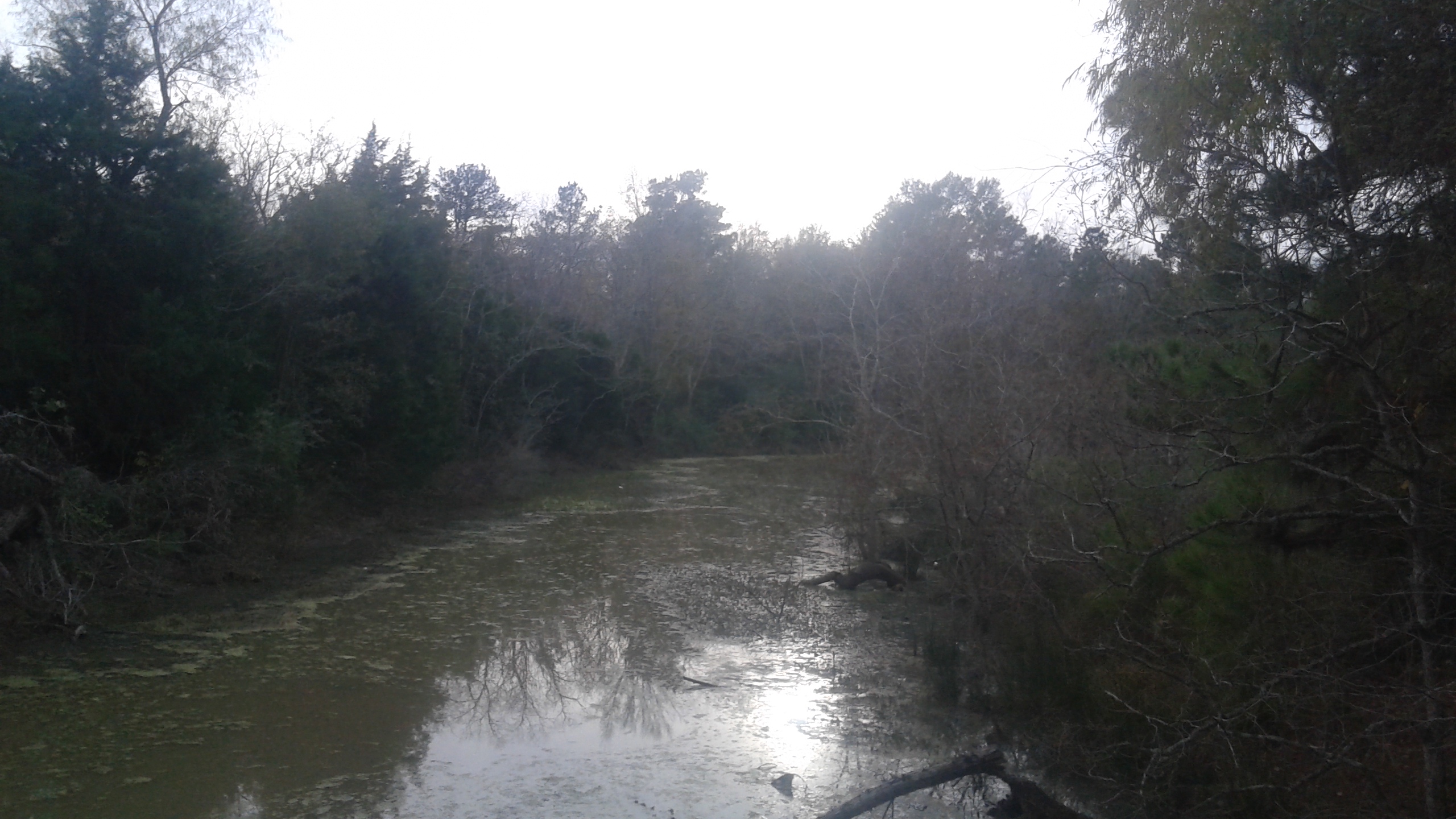 Wetlands at Unity Park in Magnolia