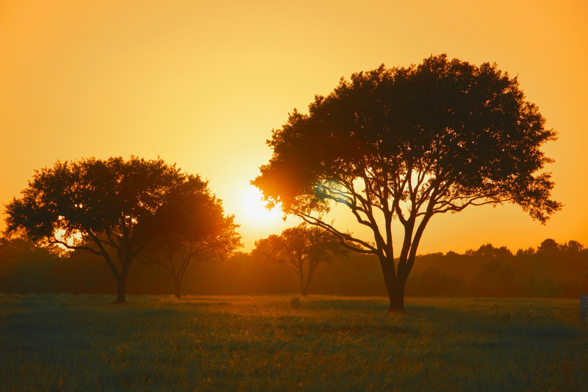 Trees at sunset in Tomball